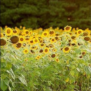 Meet your Posher, Amie